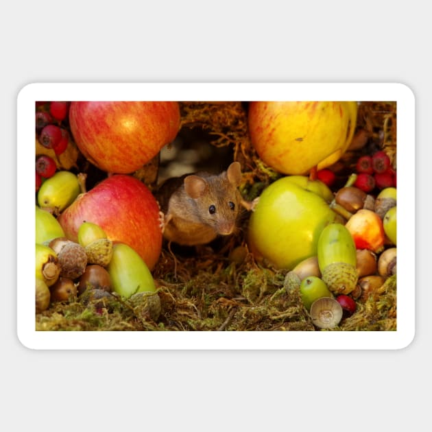 George the mouse in a log pile house - stand back apples super mouse coming through Sticker by Simon-dell
